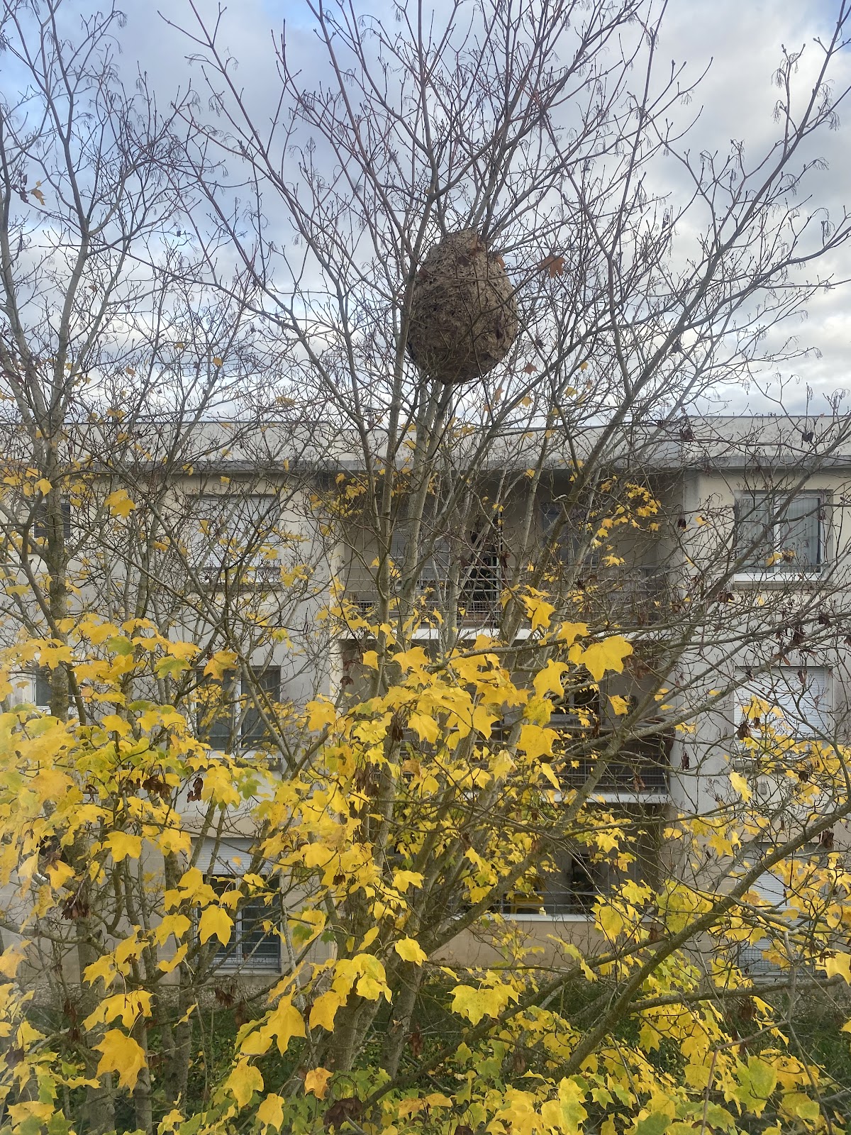SOS ABEILLES 41