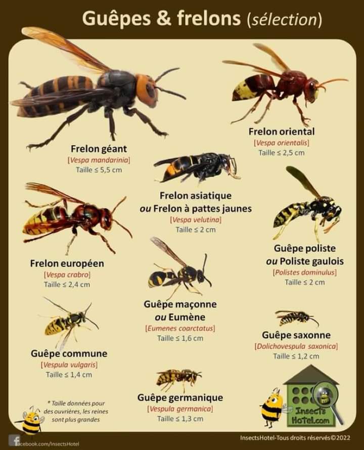 Action Guêpes 60