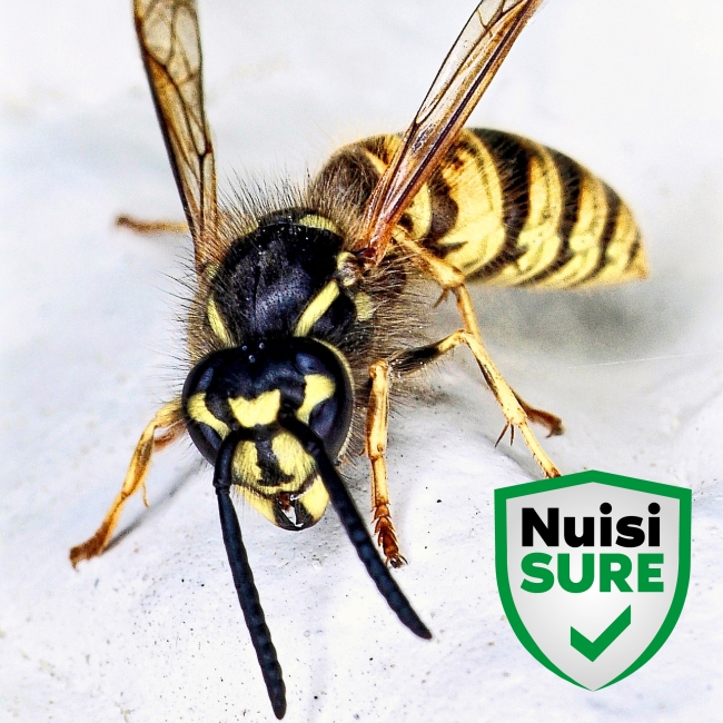 NuisiSURE Experts Anti-Nuisibles Nice Antibes Cannes Monaco Menton