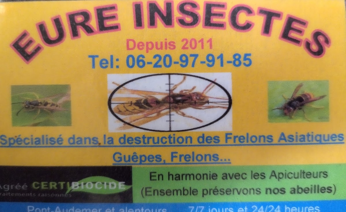 Eure Insectes destruction frelons guêpes