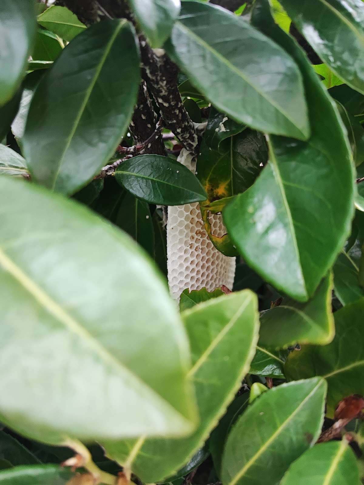 Frelon vert 28 ( Morgan CUROT)