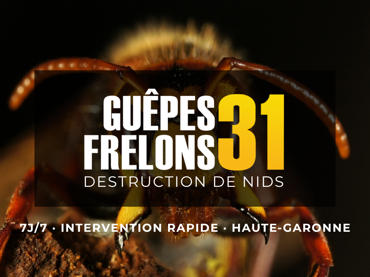 Guêpes Frelons 31