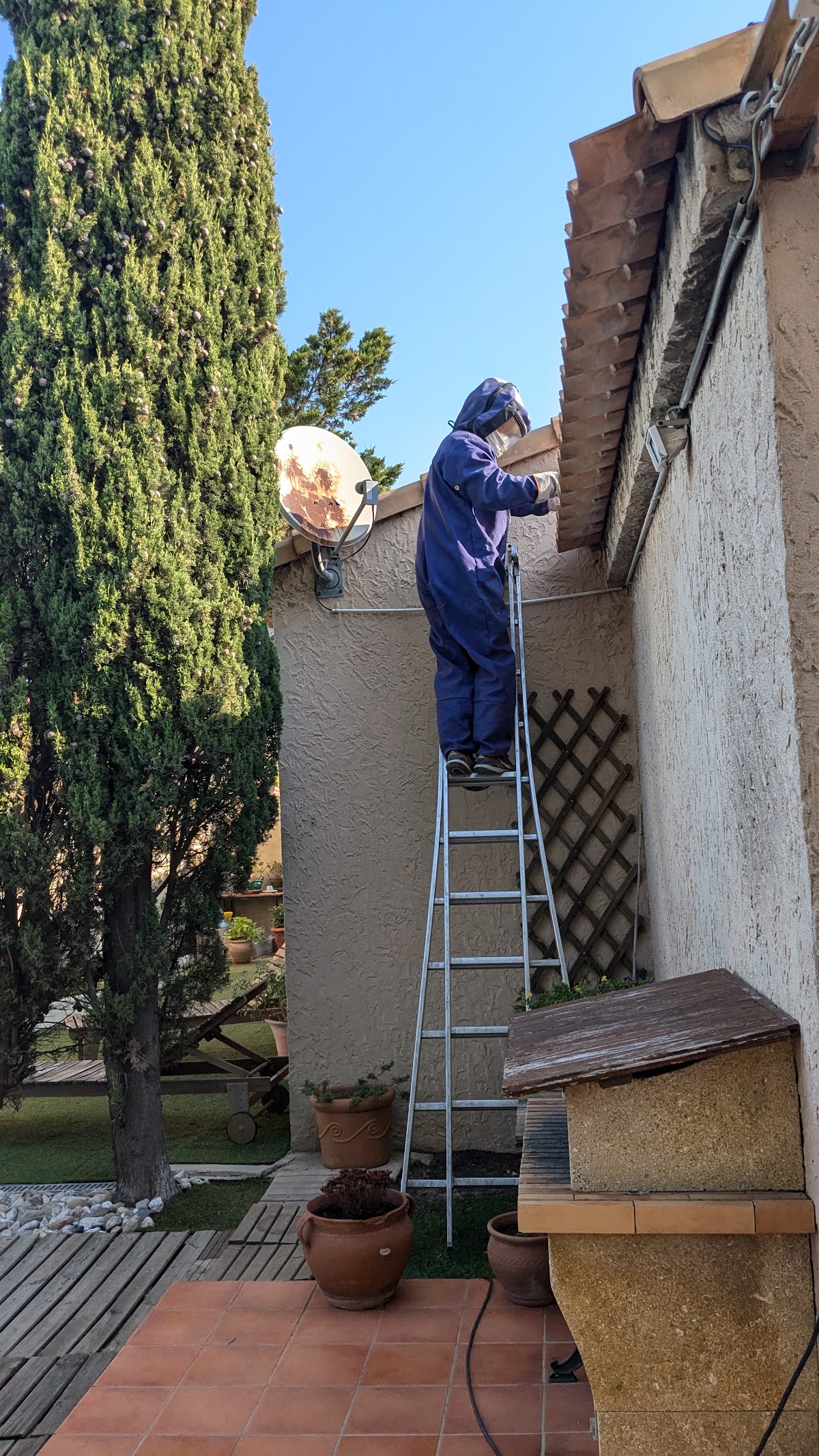 La guêpe bleue, destruction de nids de guêpes et frelons , fourmis et dératisation.