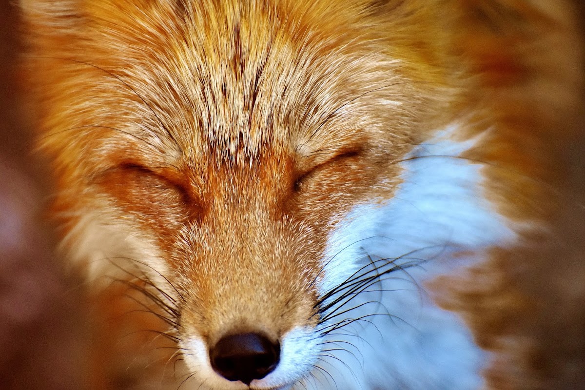 Fox Services