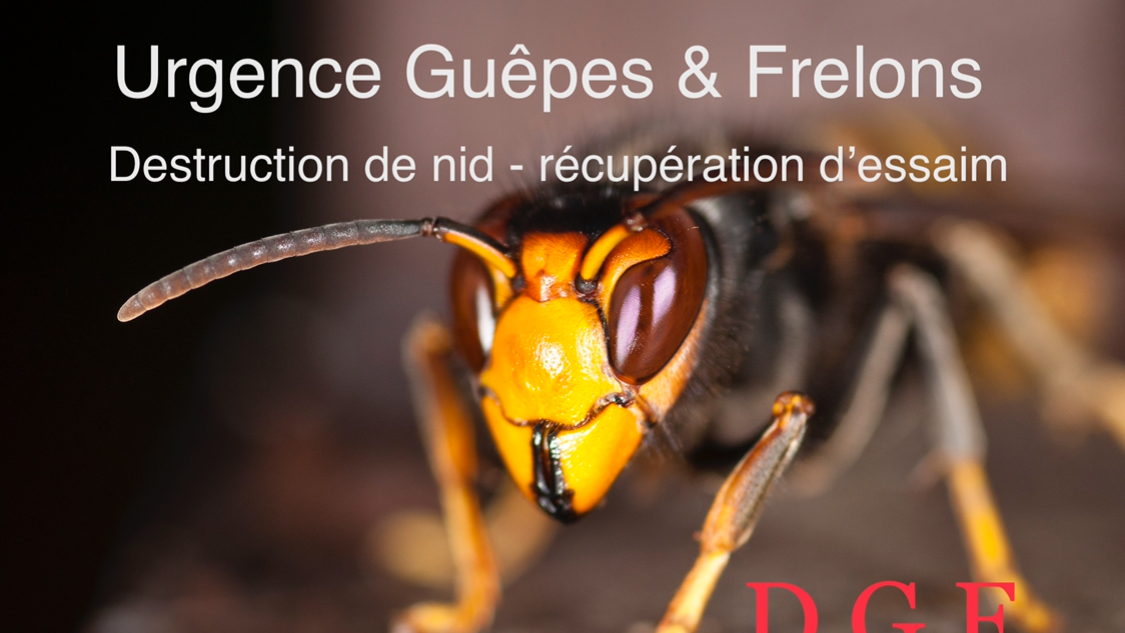 Abeille45.DGF