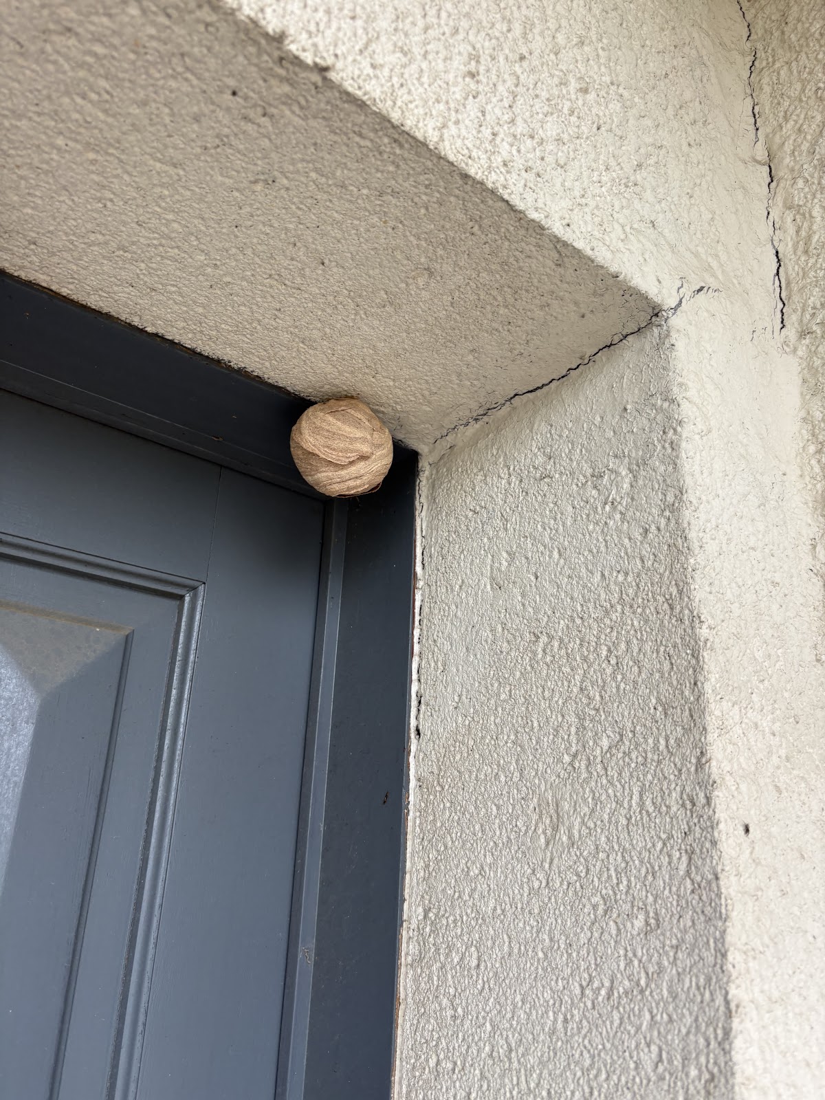 Sos Abeilles Guepes Frelons 44