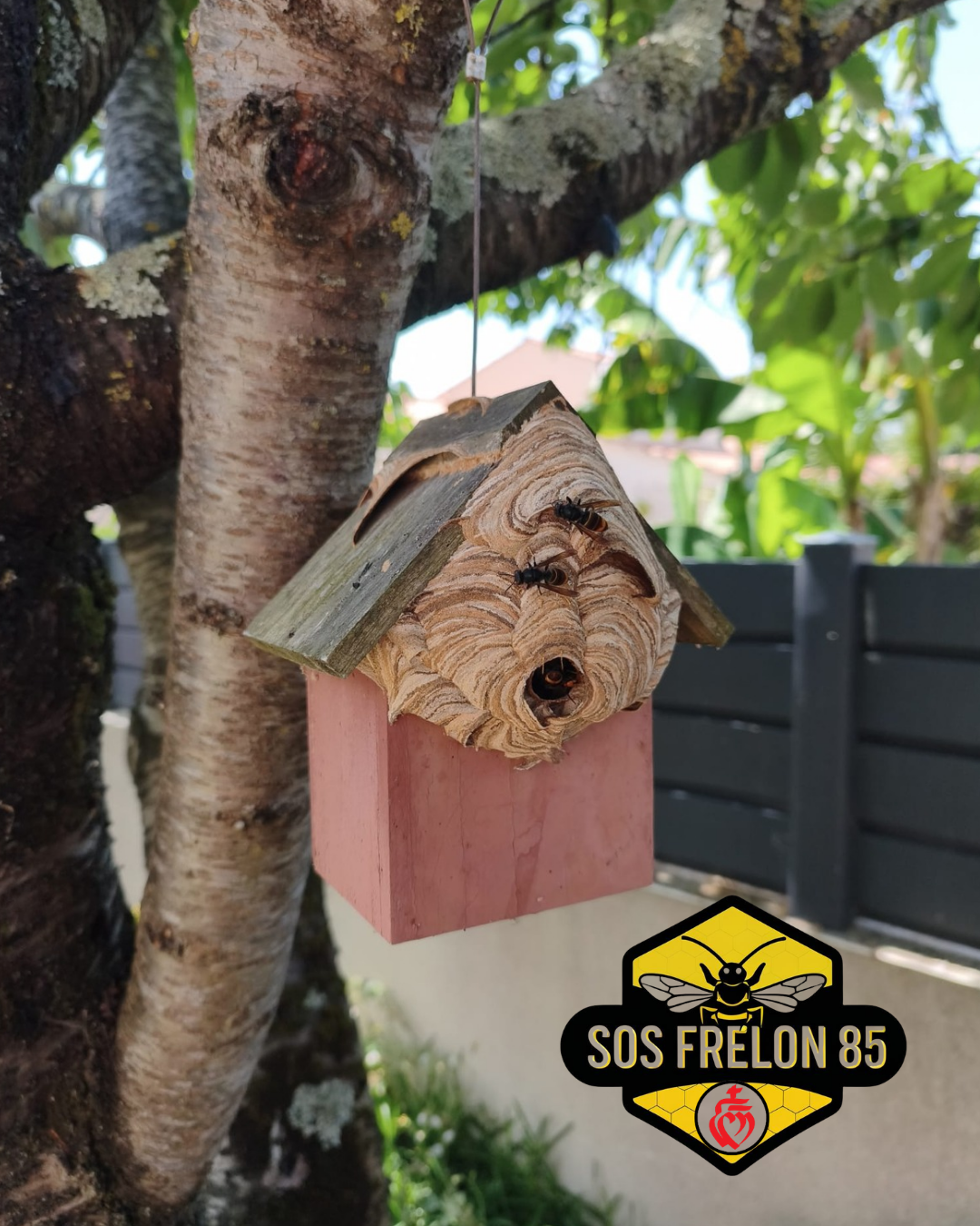 SOS Frelon 85