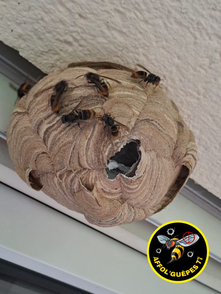 AFFOL’GUÊPES 77