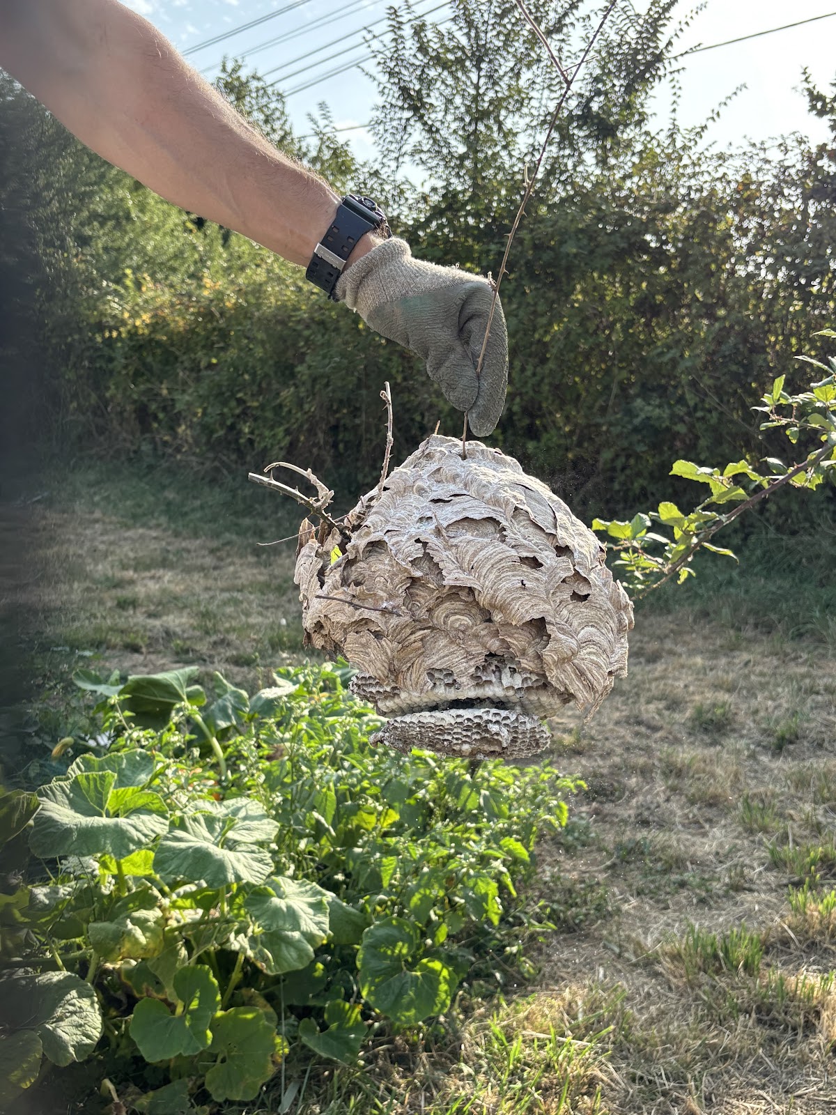 AB Désinsectisation