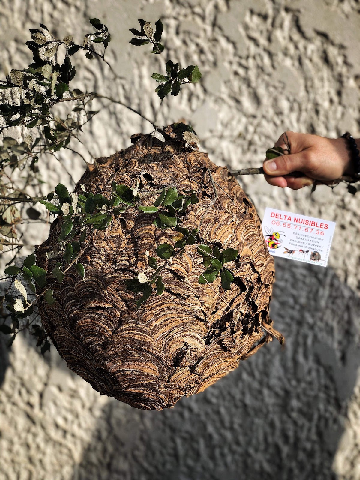 DELTA NUISIBLE