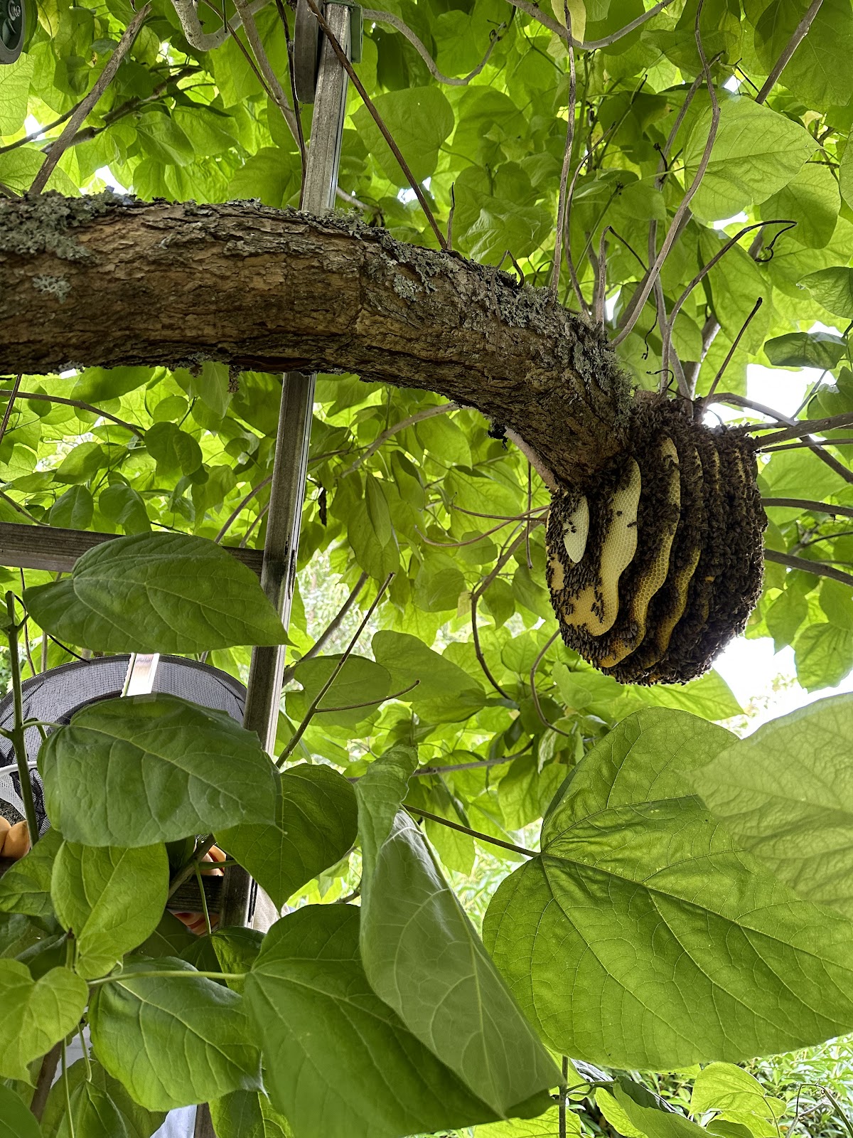 L'abeille Noire (Guêpes/Frelons)