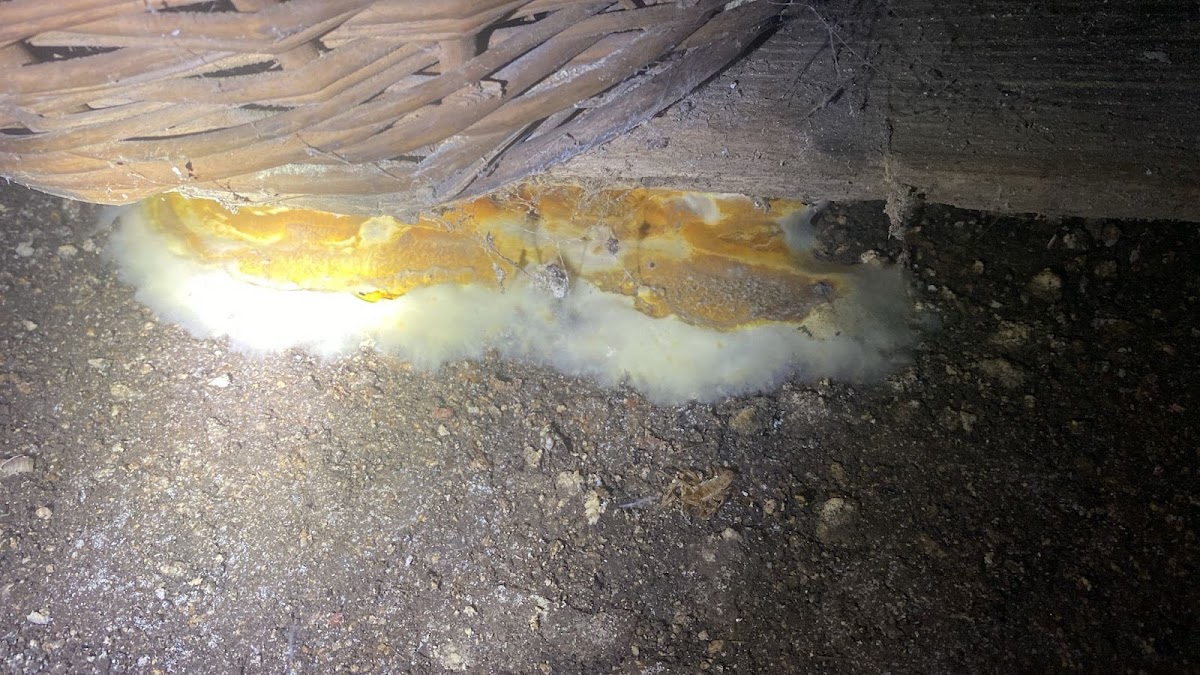 PAMI 15 Traitement Bois Termites