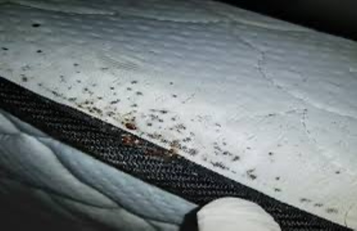 Traitement Punaise de Lit et Exterminateur Nuisibles