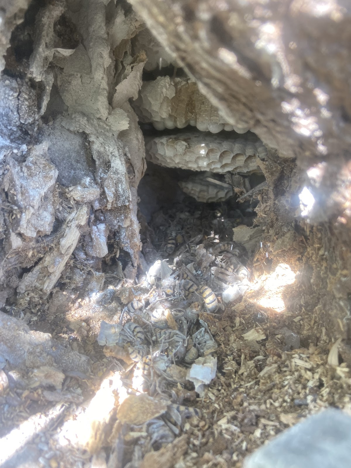 Urgence nuisibles 17 Désinsectisation Charente-Maritime Deratisation Élimination Nids Guêpes Frelon Fourmis Cafards