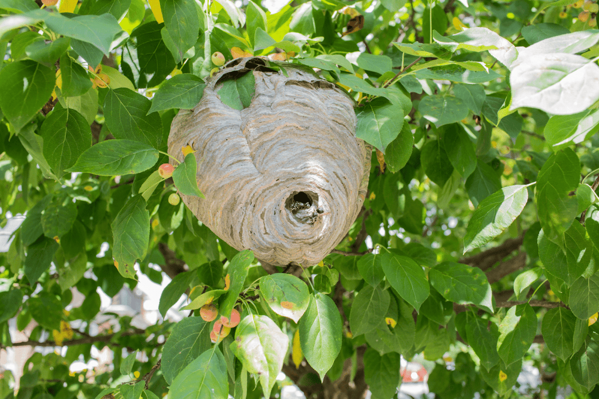 Redon Regulation – Urgence nuisibles & frelons asiatiques