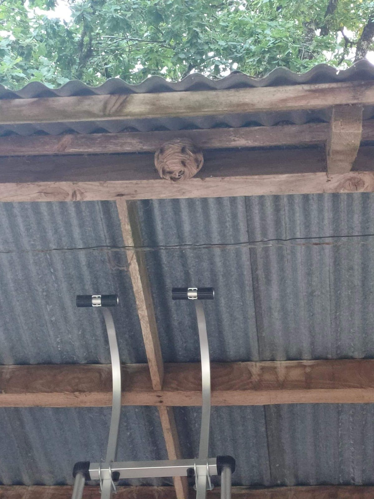 AB NUISIBLE Frelon désinsectiseur